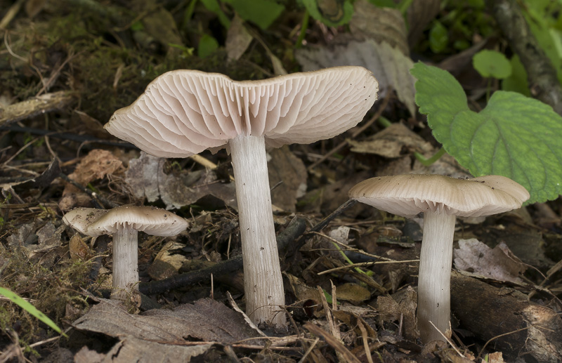 Entoloma aprile